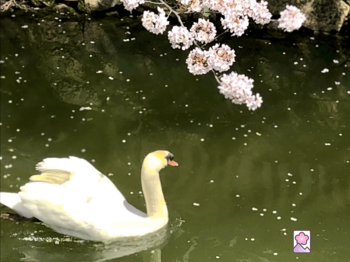 A swan swims past cherry blossom branches in Kurashiki, Japan