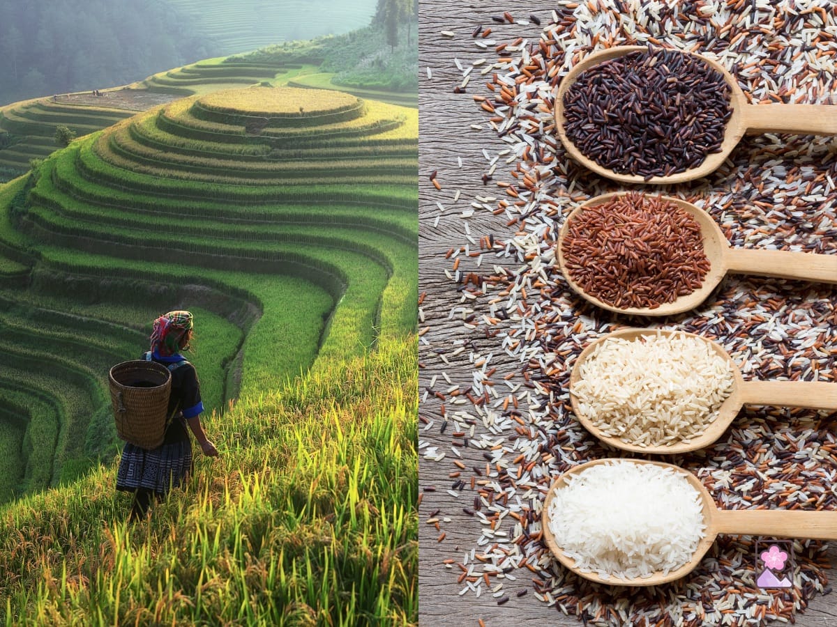 Blog photo… rice fields on the left and 4 spoons with various rice grains on the right
