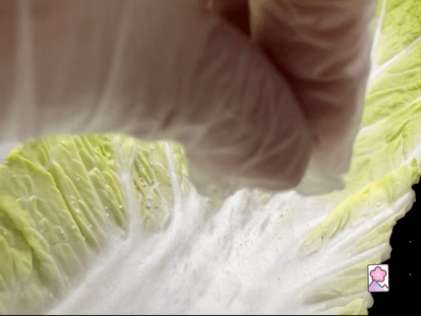 Sprinkling the salt on a piece of Napa cabbage