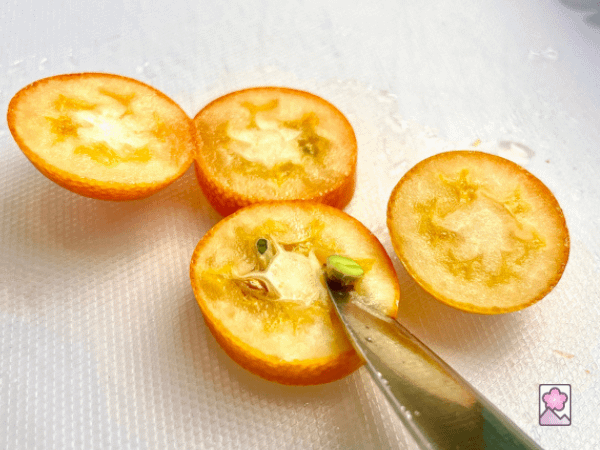 A kumquat is cut into four disks while a knife is being used to pry out a seed