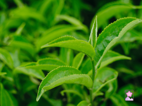 Green tea plant