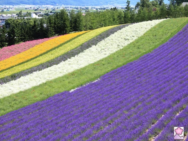 Rows of flowers in Biei, Hokkaido