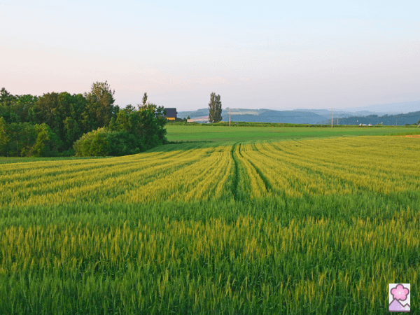 A farm with rows of crops