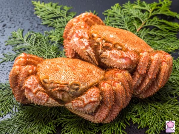 Two horsehair crab on flattened tree branches