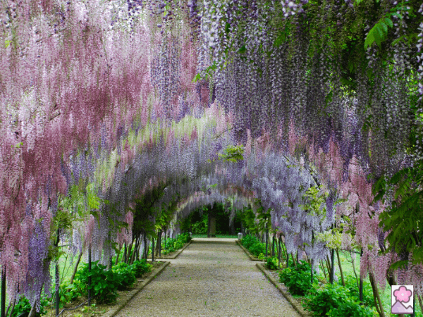 Wisteria formed into arches line a stone path at Kawachi Wisteria Garden