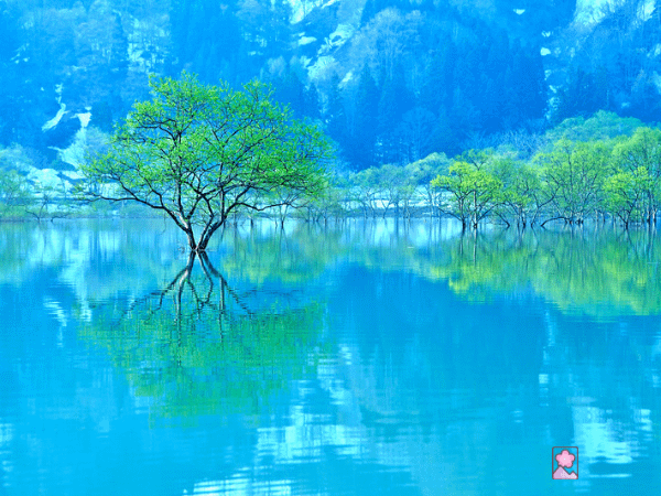 A beautiful clearing near Mt Hagura on Dewa Sanzan