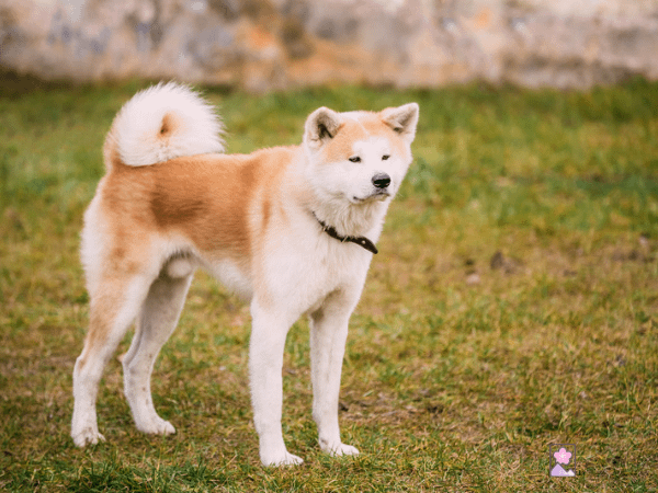 Akita Ainu dog standing in a field