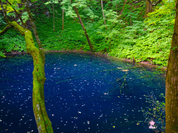 The Aoike pond in Shirakami sanchi strikes visitors with a deep azure color and fairytale ambience