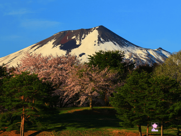 Mount Iwate towers above the trees in Iwate Prefecture