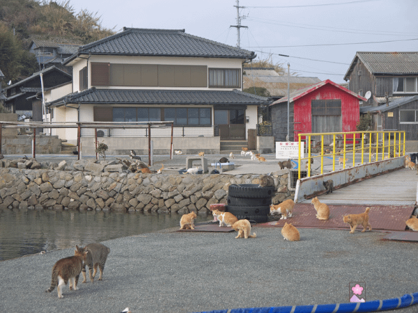 Cats wander around on Tashirojima, the Cat Island