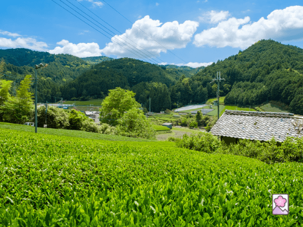 Kyoto tea farm in Wazuka