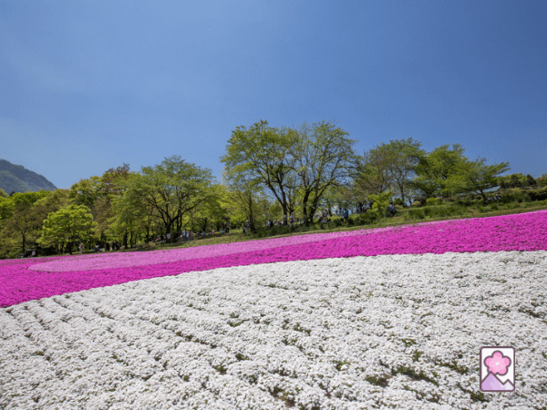 Hitsujiyama Park with its lovely flowers blooming
