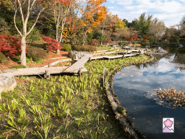 A wooden trail runs along a lake at Showa Park in Tokyo