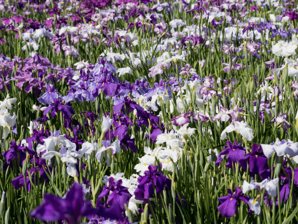 Iris Garden in Katsushika