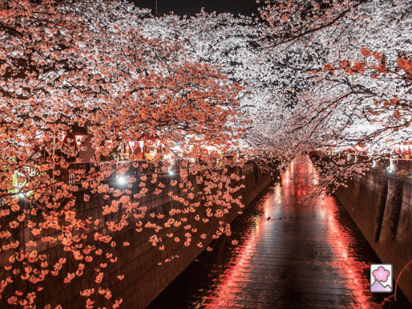 Beautiful Sakura trees at night along a river
