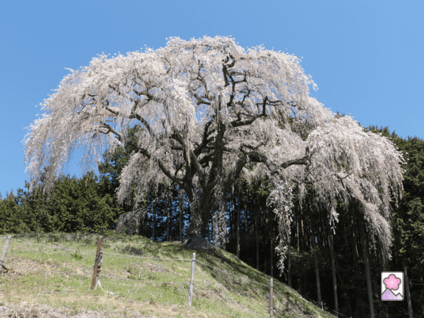 A weeping cherry tree sits on a hill