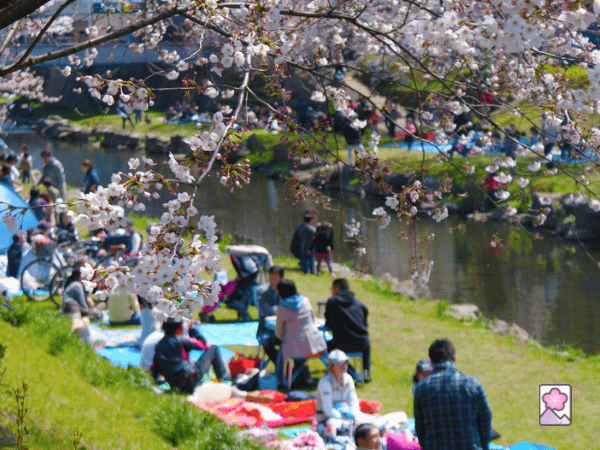 People on blankets viewing cherry blossoms