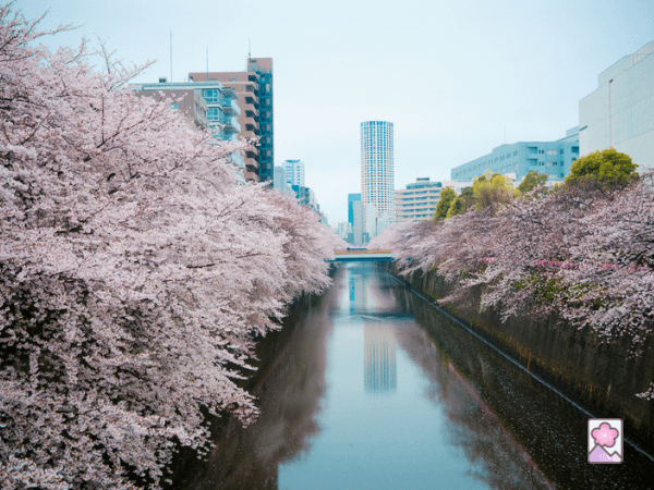 Sakura trees line the river in a large city