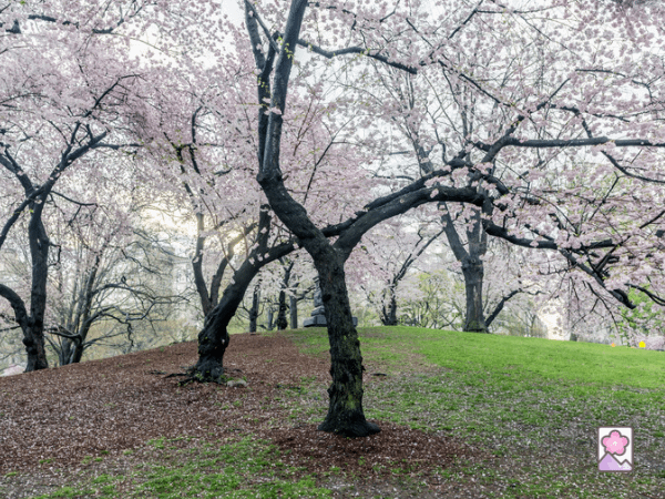 A yoshino cherry tree