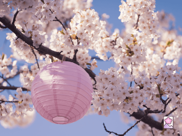 A paper lantern hanging on a cherry tree with flowers blooming