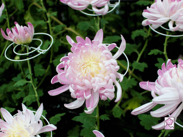 A lovely chrysanthemum Sakura flower
