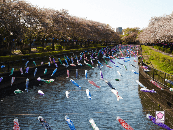 Koinbori - carp streamers floating over a river
